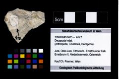 Foto (Objekt + Etikett) von Decapoda indet.  (NHMW-GEO-1990-0041-0415)